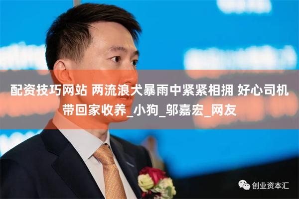 配资技巧网站 两流浪犬暴雨中紧紧相拥 好心司机带回家收养_小狗_邬嘉宏_网友
